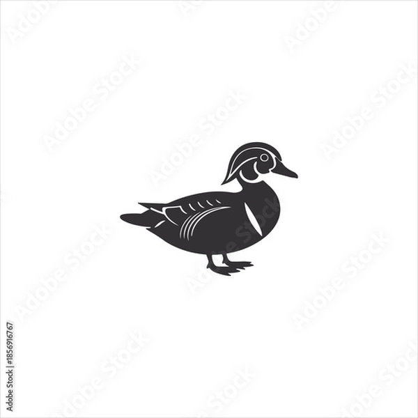 Obraz wild duck isolated on white background