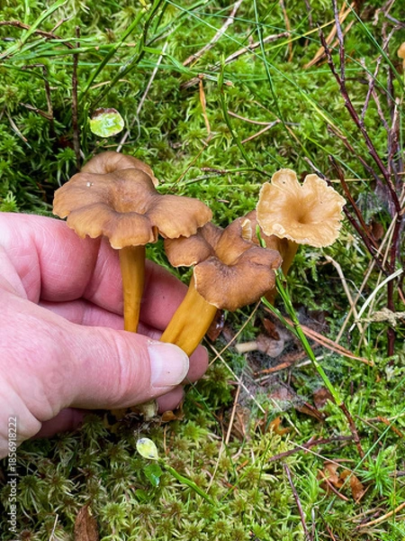 Obraz Hand picking mushrooms