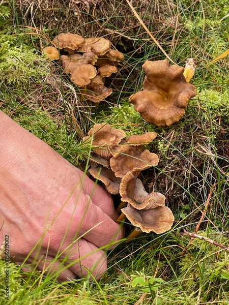 Obraz Hand picking mushrooms