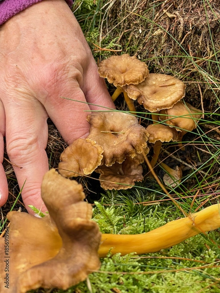 Obraz Hand picking mushrooms