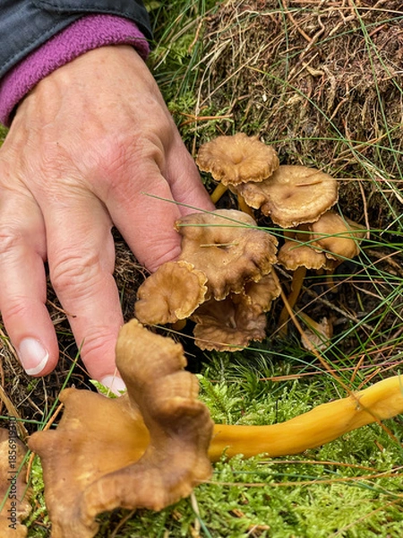 Obraz Hand picking mushrooms