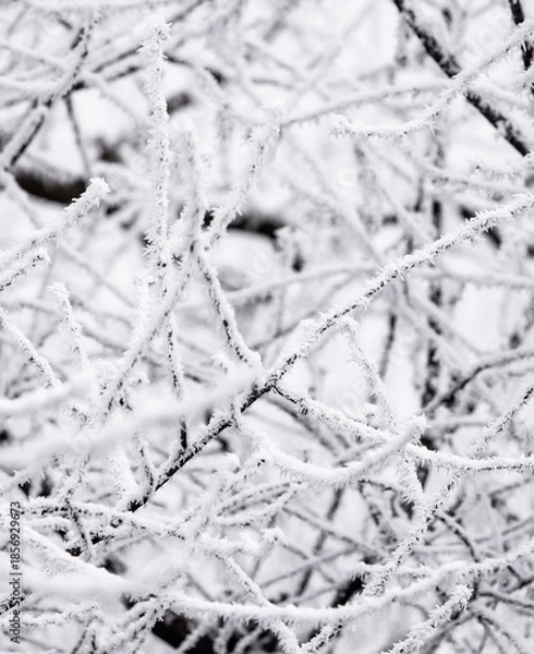 Fototapeta snow covered branches