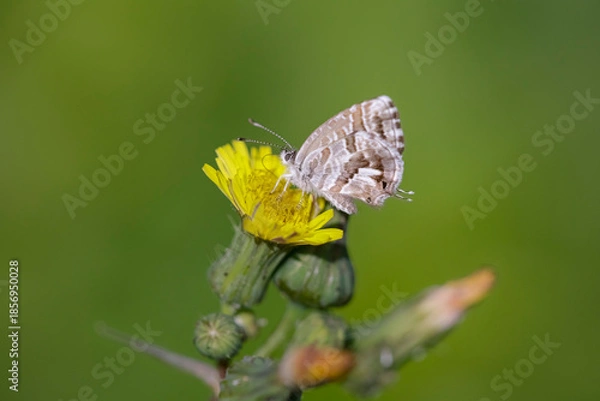 Obraz Tiny autumn butterfly