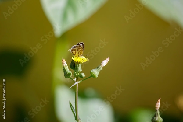 Fototapeta Tiny autumn butterfly