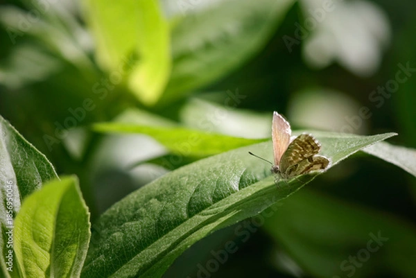 Obraz Tiny autumn butterfly