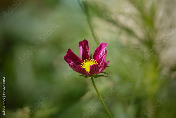 Obraz Beautiful red autumn flower