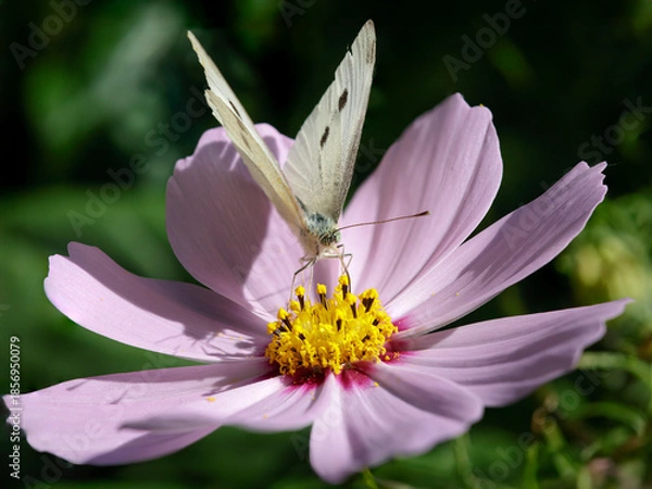 Obraz Autumn white flower