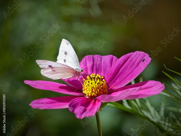 Obraz Autumn white butterfly