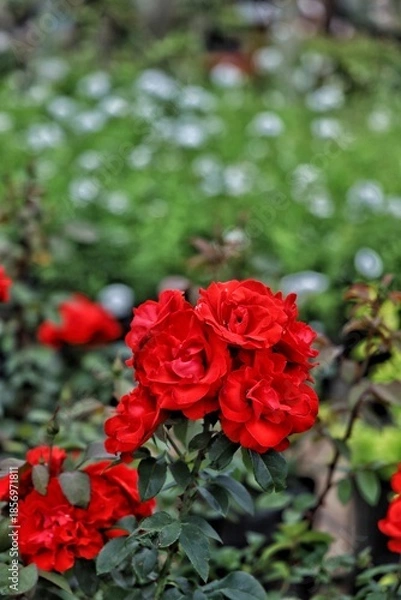 Obraz Red roses