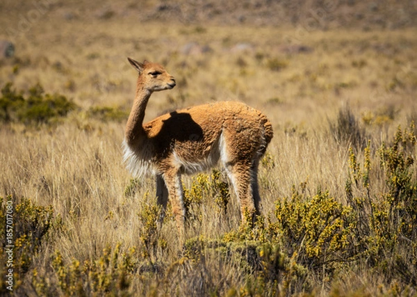 Obraz Ein Vikunja in Peru
