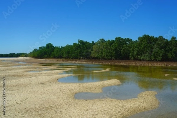 Obraz Forêt de Mangrove à Menaky