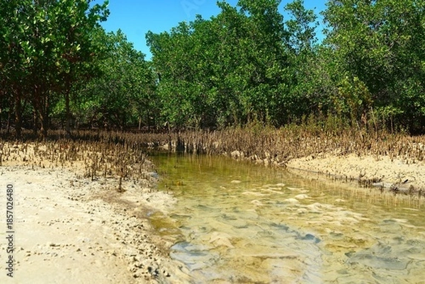 Obraz Mangrove vue de face