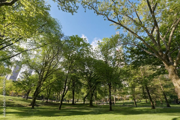 Fototapeta 夏のセントラルパーク