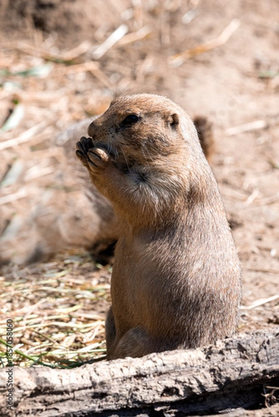 Obraz Prairie Dog Standing
