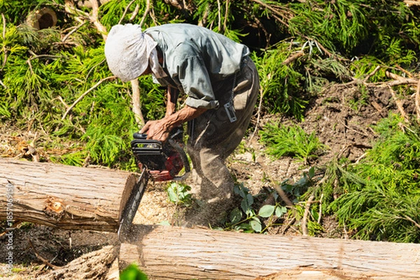 Obraz チェーンソーによる裏山の伐採作業