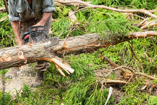 Obraz チェーンソーによる裏山の伐採作業