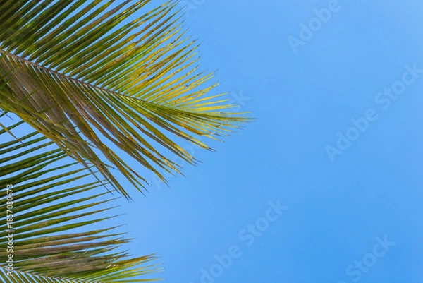 Obraz Tropical Palm Leaves Against Clear Blue Sky Background