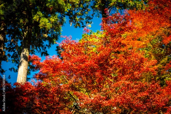 Fototapeta 秋を感じる