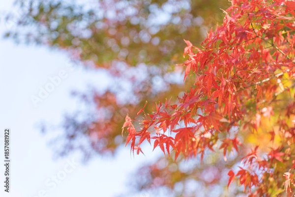 Obraz 秋を感じる