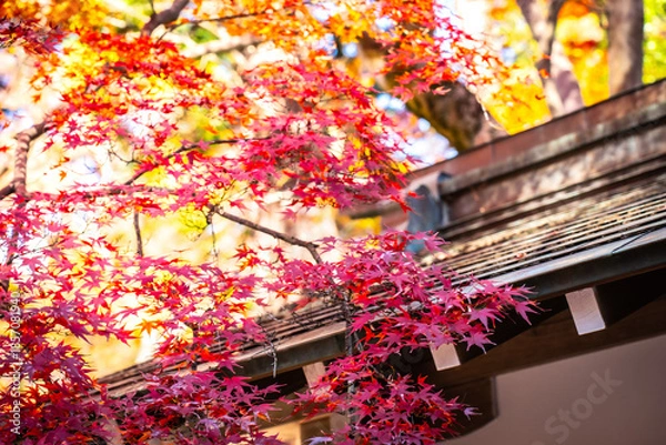 Obraz 秋を感じる