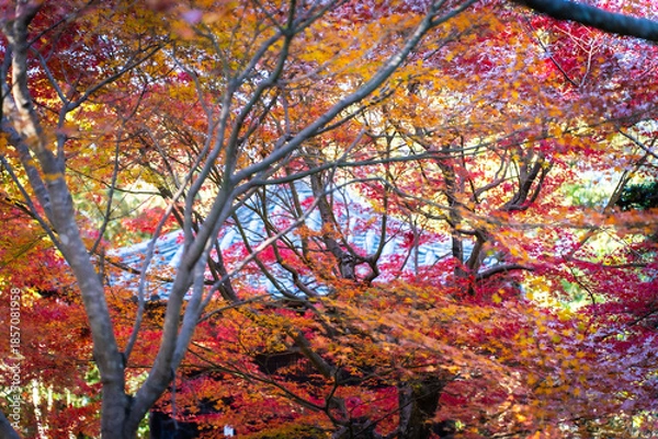 Obraz 秋を感じる