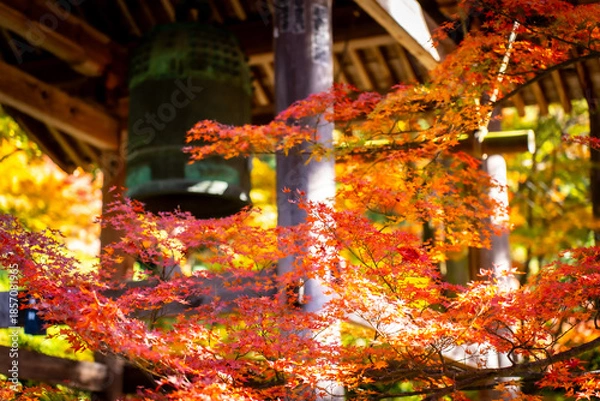 Obraz 秋を感じる