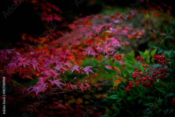 Fototapeta 秋を感じる