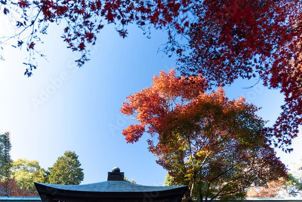 Obraz 秋を感じる