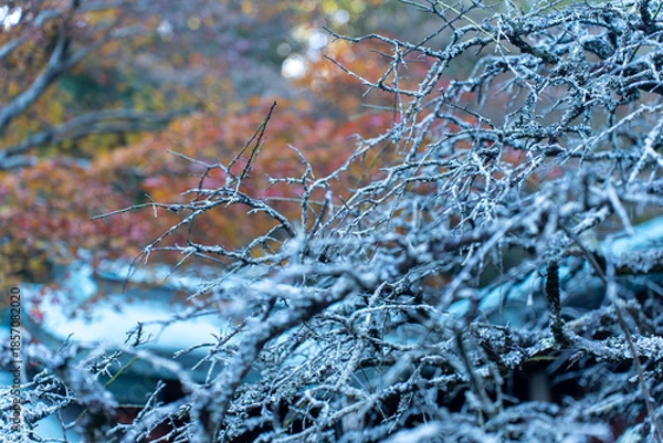 Obraz 秋を感じる