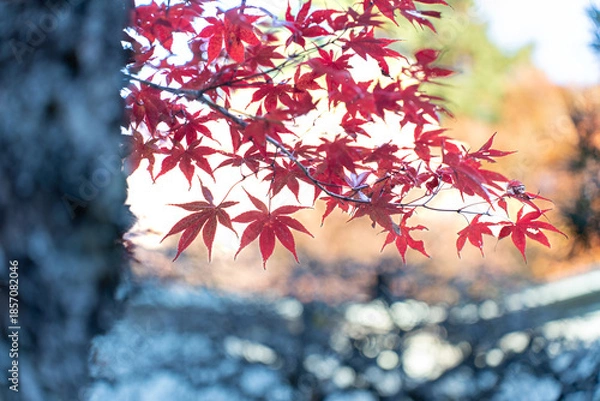 Obraz 秋を感じる