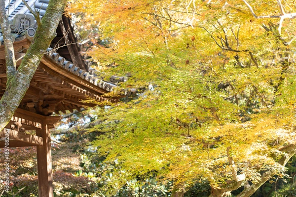 Fototapeta 秋を感じる