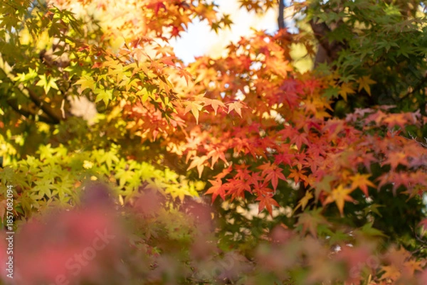 Obraz 秋を感じる