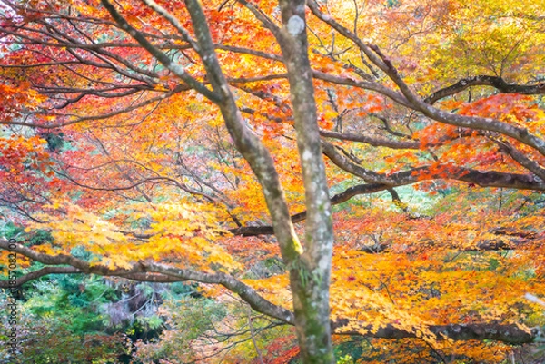 Obraz 秋を感じる