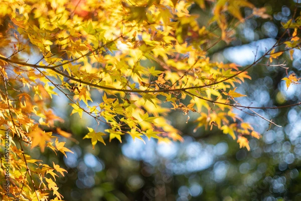 Obraz 秋を感じる