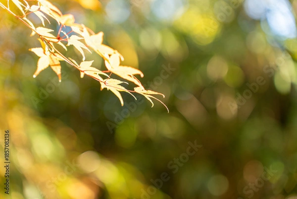 Fototapeta 秋を感じる