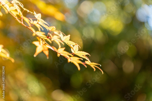 Obraz 秋を感じる