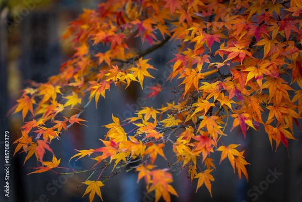 Fototapeta 秋を感じる