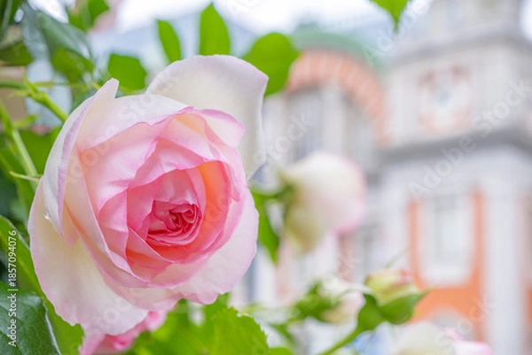Fototapeta 明るいピンクのバラとレトロな駅舎、優雅な春の風景