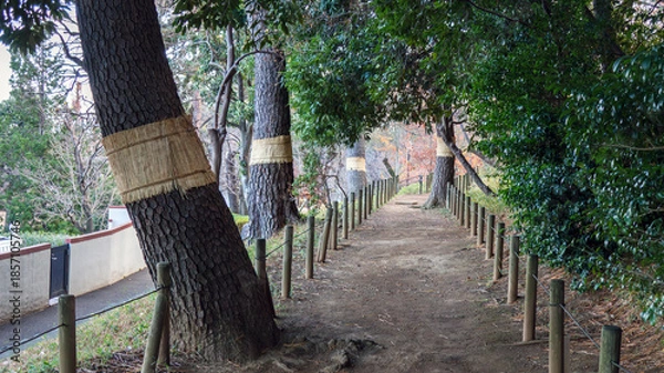 Obraz 大木と遊歩道