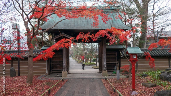 Obraz 紅葉した寺院