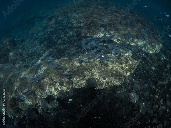 Fototapeta Underwater