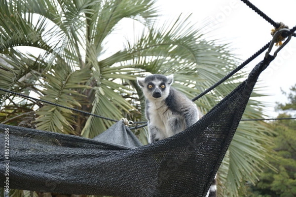 Fototapeta ふれあい広場のワオキツネザル