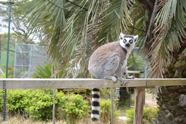 Fototapeta ふれあい広場のワオキツネザル