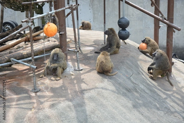 Fototapeta マントヒヒの猿山