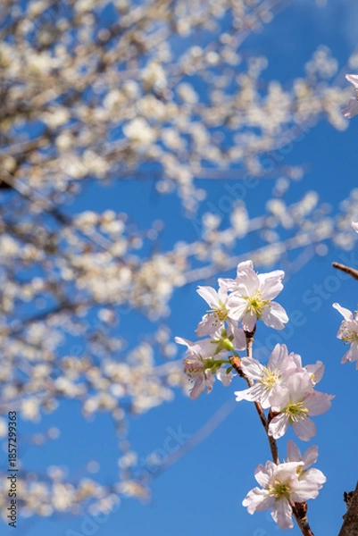 Fototapeta 花のボケをバックに青空の下の啓翁桜の花
