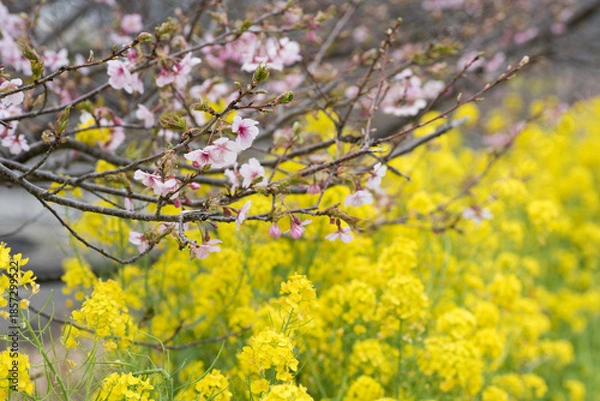 Fototapeta 菜の花畑の上に咲く河津桜の花
