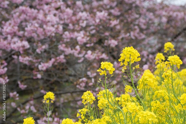 Obraz 河津桜をバックに菜の花畑
