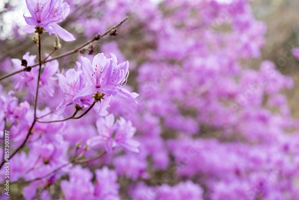 Obraz 一面のハヤトミツバツツジの花
