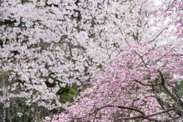 Obraz ソメイヨシノの花のボケをバックに枝垂桜の花
