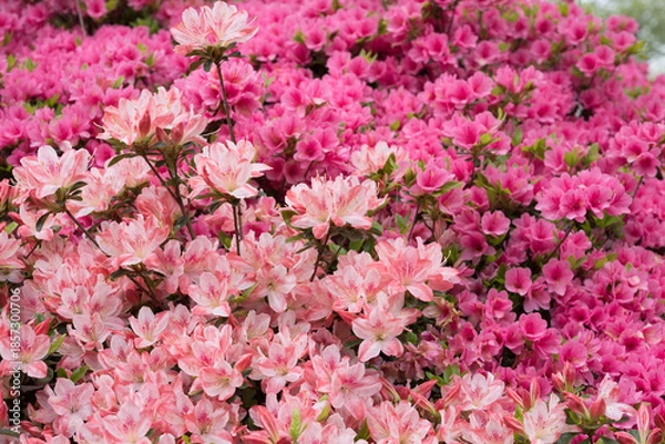 Obraz ピンクのツツジの花をバックにツートンカラーのツツジの花
